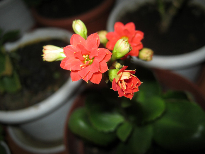 Kalanchoe rosu - flori de apartament