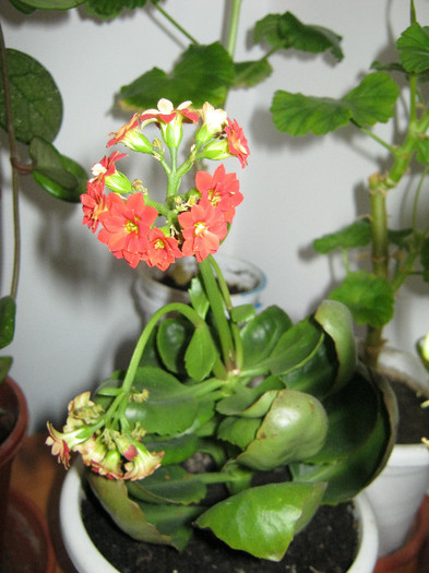 Kalanchoe rosu - flori de apartament