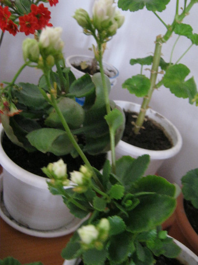 Kalanchoe alb