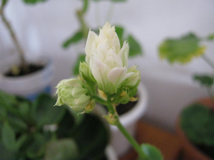 Kalanchoe alb - flori de apartament