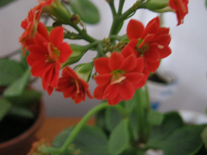 Kalanchoe rosu