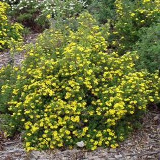 Potentilla fruticosa goldstar 20 - ARBUSTI DE VANZARE  1