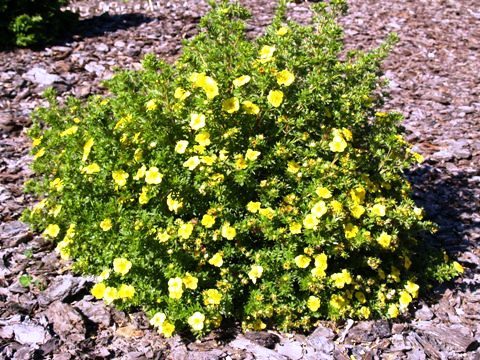 Potentilla fruticosa kobold 20 - ARBUSTI DE VANZARE  1