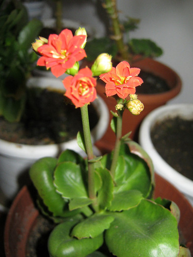 Kalanchoe rosu - flori de apartament