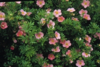 Potentilla fruticosa lovely pink 20 - ARBUSTI DE VANZARE  1