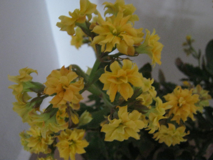 Kalanchoe portocaliu - flori de apartament