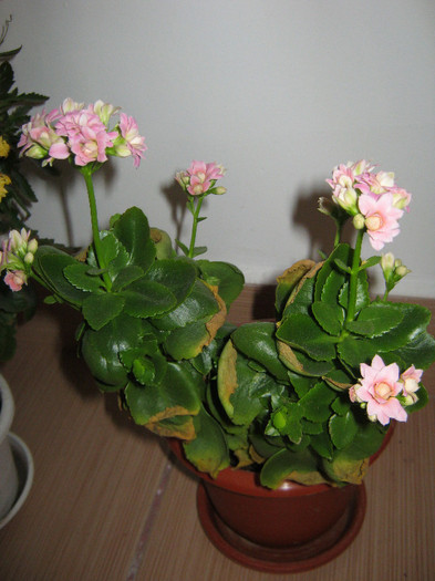 Kalanchoe roz