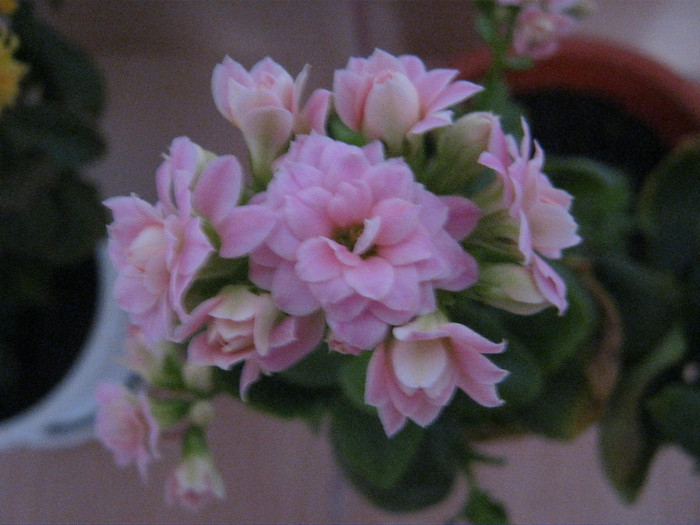 Kalanchoe roz