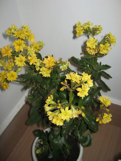 Kalanchoe portocaliu