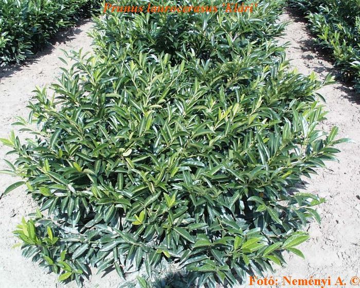 Prunus laurocerasus klari 20 - ARBUSTI DE VANZARE  1