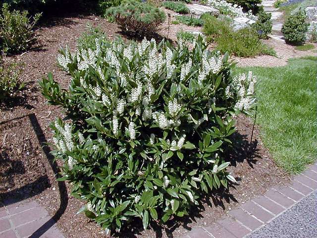 Prunus laurocerasus Otto Luyken 20 - ARBUSTI DE VANZARE  1