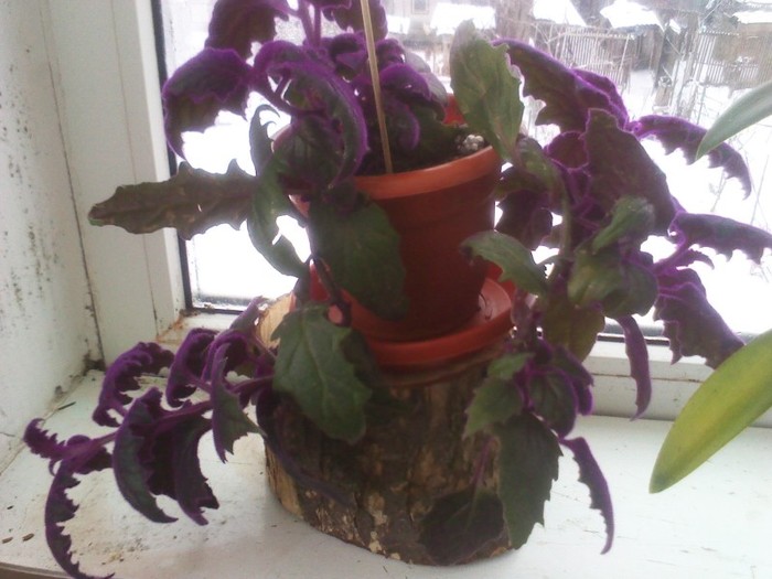 am mai crescut. 13.02.2012 - plante decorative prin frunze