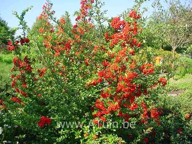 Pyracantha cocc  Red Column 15 - ARBUSTI DE VANZARE  1
