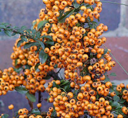 Pyracantha Orange Glow 15 - ARBUSTI DE VANZARE  1