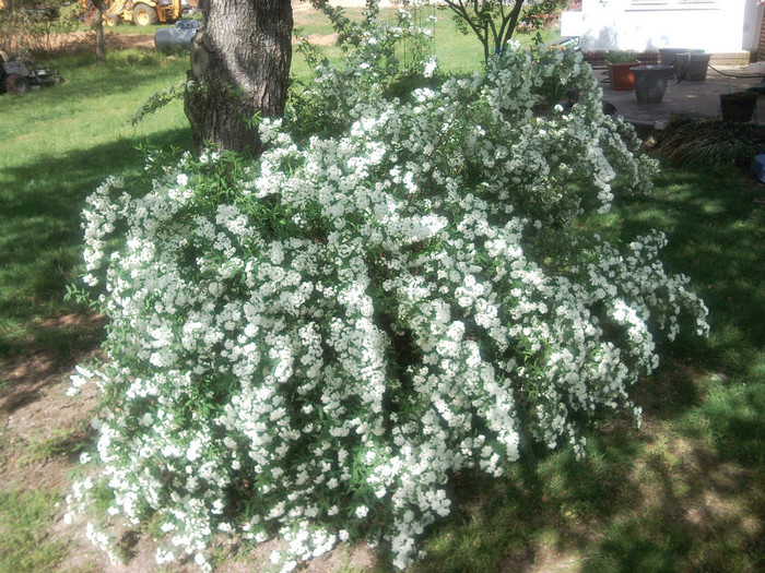 Spiraea cantoniensis Lanceata 20 - ARBUSTI DE VANZARE  1