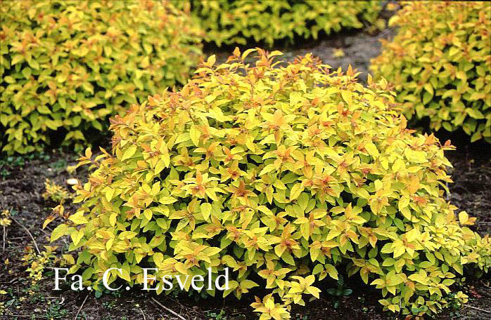 Spiraea japonica Goldflame 20 - ARBUSTI DE VANZARE  1