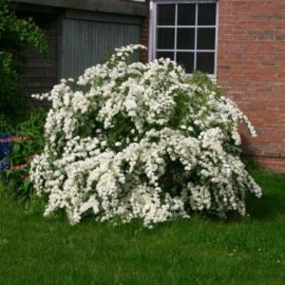 Spiraea vanhouttei 20