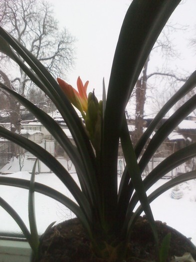 floricica...13.02.2012 - clivia 2012