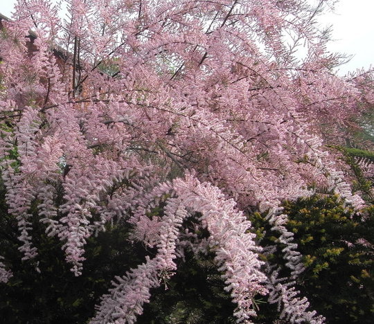 Tamarix tetrandra 15 - ARBUSTI DE VANZARE  1