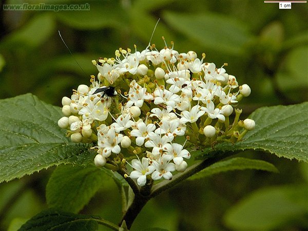 Viburnum lantana 12