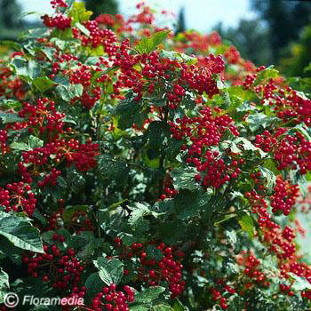 Viburnum opulus Compactum 20