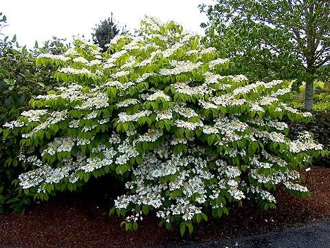 Viburnum plicatum Tomentosum 20 - ARBUSTI DE VANZARE  1