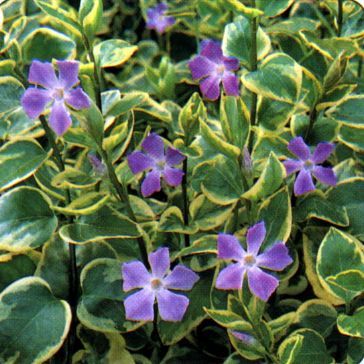 Vinca major Variegata 10