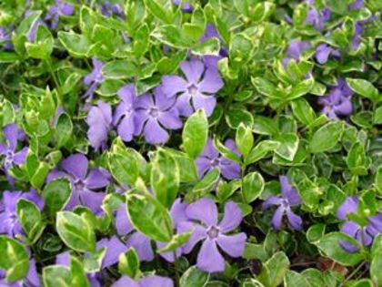 Vinca minor Ralph Shugert 12