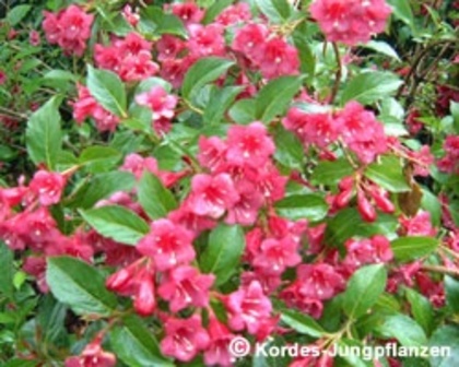 Weigela Eva Rathke 20