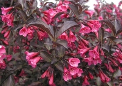 Weigela florida Alexandra ®20