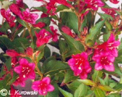 Weigela florida courtared 20 - ARBUSTI DE VANZARE  1