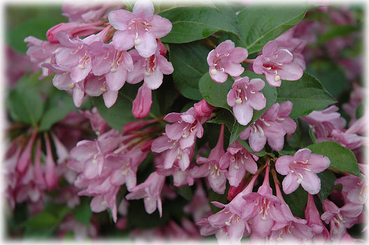 Weigela florida Pink Princess20