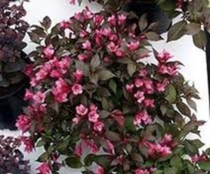 Weigela Minor Black 20 - ARBUSTI DE VANZARE  1