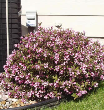 weigela_nana_purpurea 20