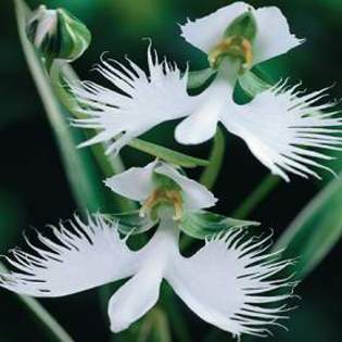 Habenaria radiata - Voi avea in curand