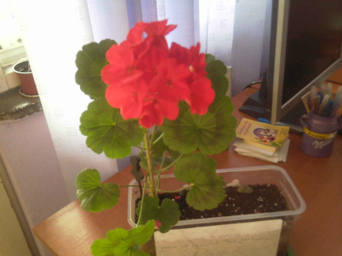 multumesc mult Laurabv