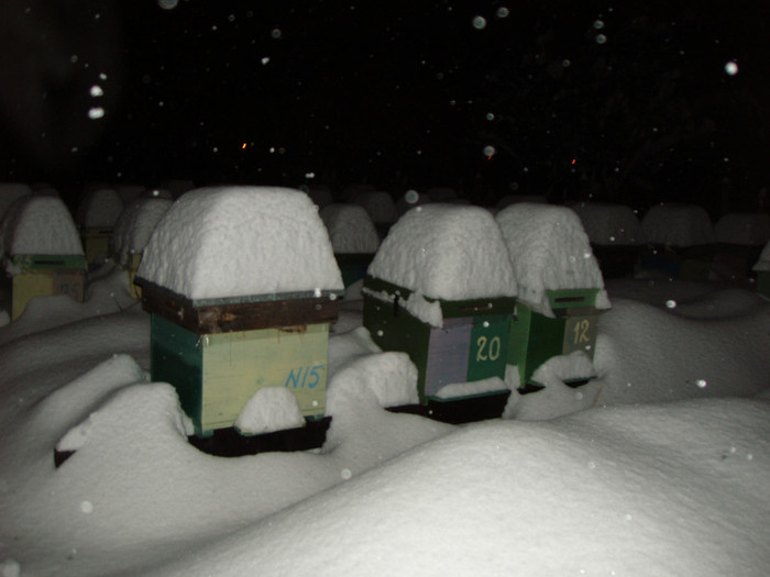 Stupina Tg Jiu 2012 02 13stupi inzapeziti a