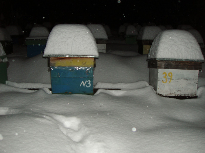 Stupina Tg Jiu 2012 02 13stupi inzapeziti d