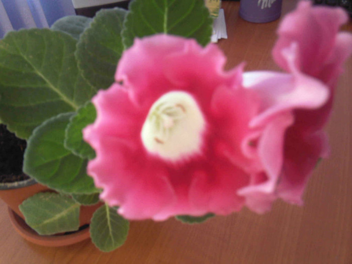 Photo-0231 - Gloxinia 2011