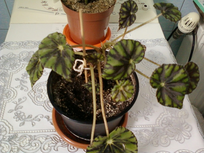 begonia-multumesc tonni; 14 febr 2012

