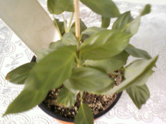 14 febr 2012 033 - februarie 2012