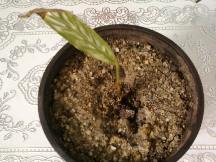 14 febr 2012 039 - februarie 2012