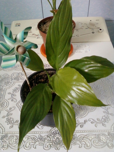 14 febr 2012 065