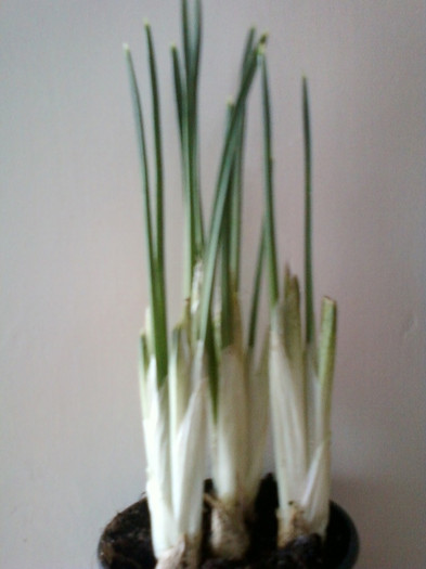irisul pitic albastru...; 14 febr 2012

