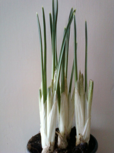 14 febr 2012 071