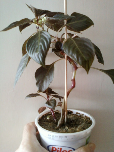 impatiens mov batut...; 14 febr 2012
