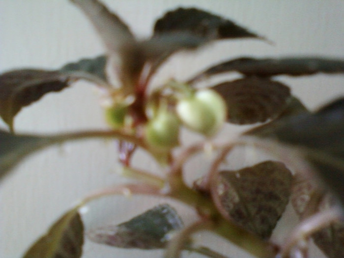 14 febr 2012 078