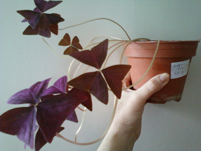 oxalis rosu-multumesc nora; 14 febr 2012
