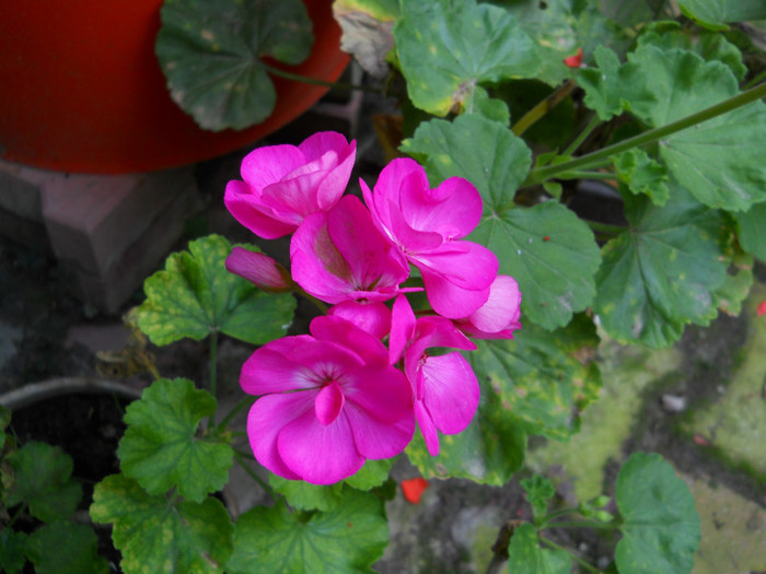 035 - PELARGONIUM