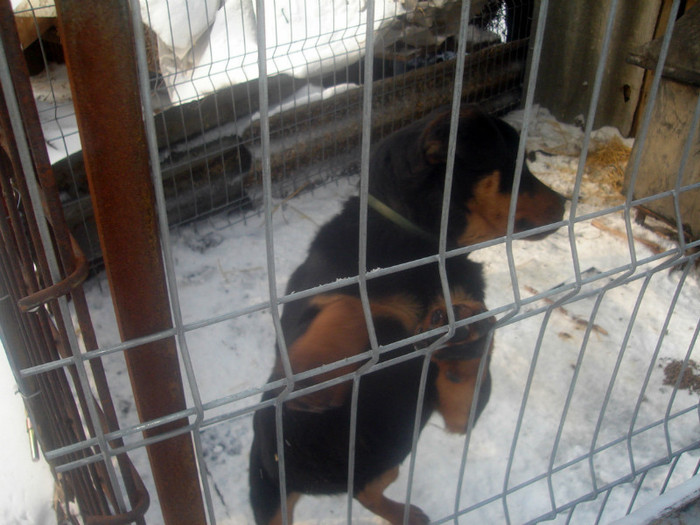 DSC00658 - rottweiler